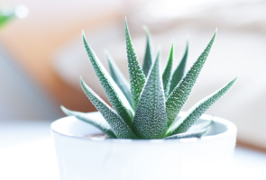 cropped-plant-white-leaf-flower-pot-green-1396607-pxhere-com-2.jpg