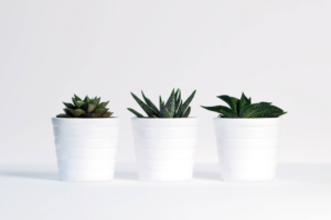 plants-green-white-background-white-decoration-design-1418858-pxhere-com-1.jpg